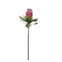 Protea Pink 72cm