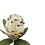 Protea White 72cm Close Up