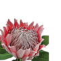 King Protea Pink 74cm Close Up
