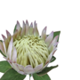 King Protea Lilac 74cm Close Up