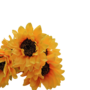 Sunflowers Yellow 56cm Close Up