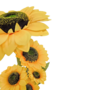 Sunflowers Yellow 122cm Close Up