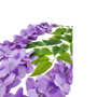 Wisteria Lilac 104cm Close Up