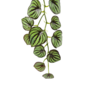 Peperomia Garland Green 17m 2