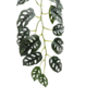Monstera Delicious Garland Green 17m 2