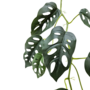 Monstera Delicious Garland Green 17m Close Up