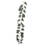 Monstera Delicious Garland Green 17m