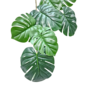 Monstera Delicious Garland Dark Green 13m 2