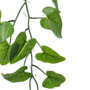 Philodendron Garland Green 12m Close Up