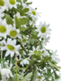 Daisy Bush With Handle White And Green Close