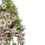 Daisy Bush With Handle White And Lilac Close