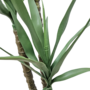 Yucca Tree Close Up