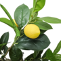 Lemon Tree Close Up
