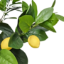 Lemon Tree Close