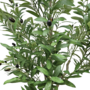 Olive Tree