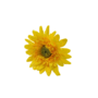 Mini Single Stem Gerbera Yellow 37cm Close Up