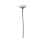 Mini Single Stem Gerbera White 37cm