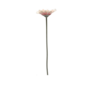 Mini Single Stem Gerbera Pink 37cm