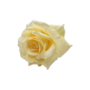 Single Stem Rose Baby Yellow 48cm Close Up