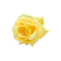 Single Stem Rose Yellow 48cm 2