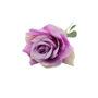 Single Stem Rose Lilac 48cm Close Up