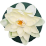 Water Lily White 18cm 2