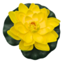 Water Lily Yellow 18cm 2