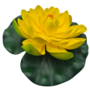 Water Lily Yellow 18cm
