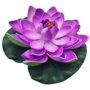 Water Lily Lilac 18cm