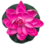 Water Lily Pink 18cm 2