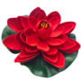 Water Lily Red 18cm