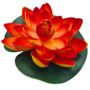 Water Lily Orange 18cm 2