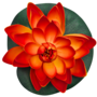 Water Lily Orange 18cm