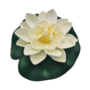 Water Lily White 10cm