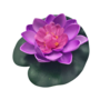 Small Water Lily Lilac 10cm