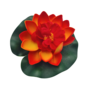 Small Water Lily Orange 10cm