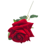 Single Red Rose 48cm 2