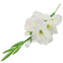 Gladiolus Stem White 87cm 2