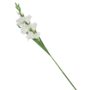 Gladiolus Stem White 87cm