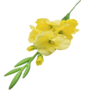 Gladiolus Stem Yellow 87cm 2