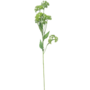 Aniseed Flower Stem Green 77cm
