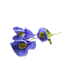 Poppy Stem Cornflower Blue 60cm 2