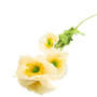 Poppy Stem Cream 60cm 2