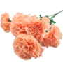 Carnations Light Salmon 7 Piece 45cm 2