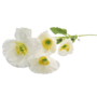 Poppy Stem White 60cm 2