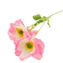 Poppy Stem Pink 60cm 2
