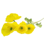 Poppy Stem Yellow 60cm 2