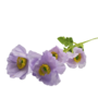 Poppy Stem Lilac 60cm 2