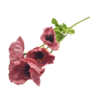 Poppy Stem Dusty Pink 60cm 2