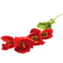 Poppy Stem Red 60cm 2
